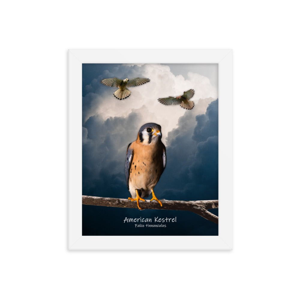 American Kestrel Framed Poster