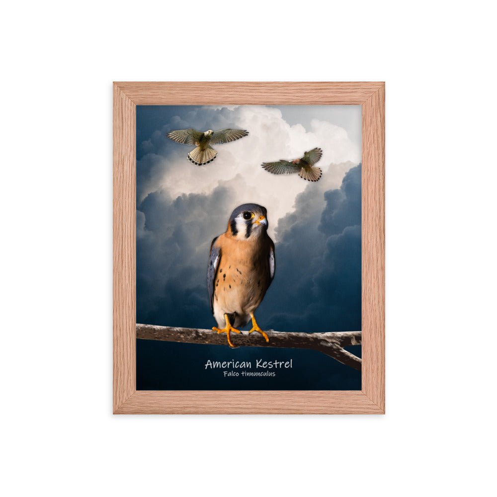 American Kestrel Framed Poster