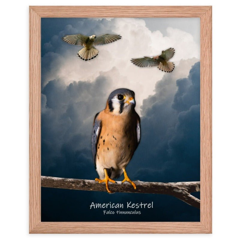 American Kestrel Framed Poster