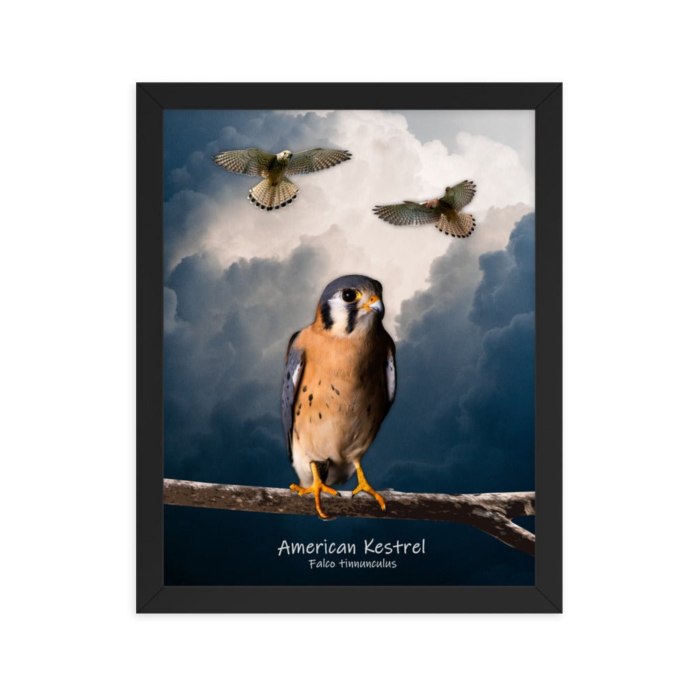 American Kestrel Framed Poster