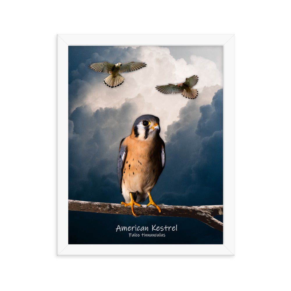 American Kestrel Framed Poster