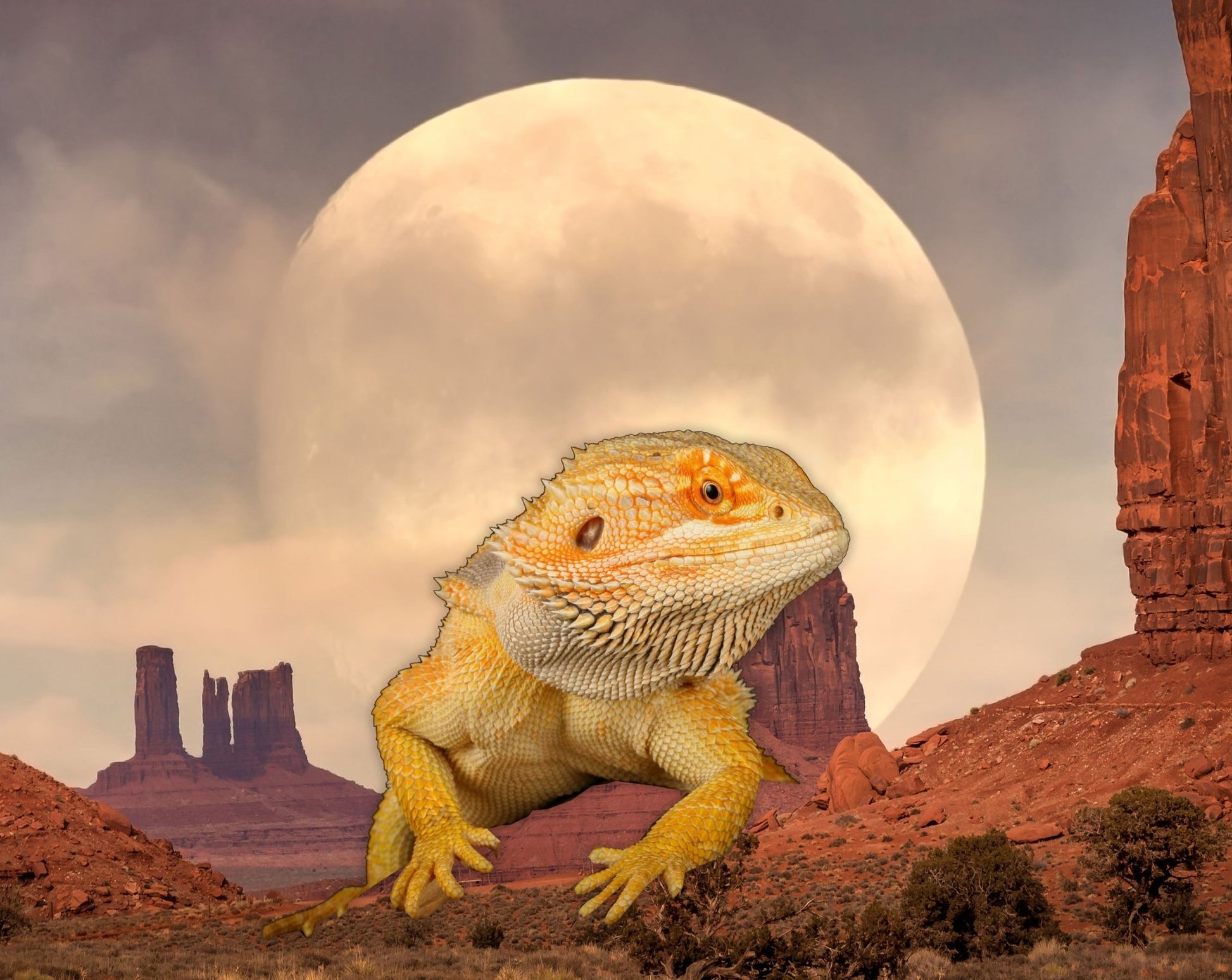 Love My Dragon T-Shirt for the Bearded Dragon Enthusiast