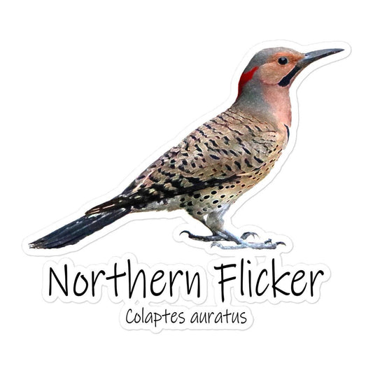 Northern Flicker Bubble-Free Stickers