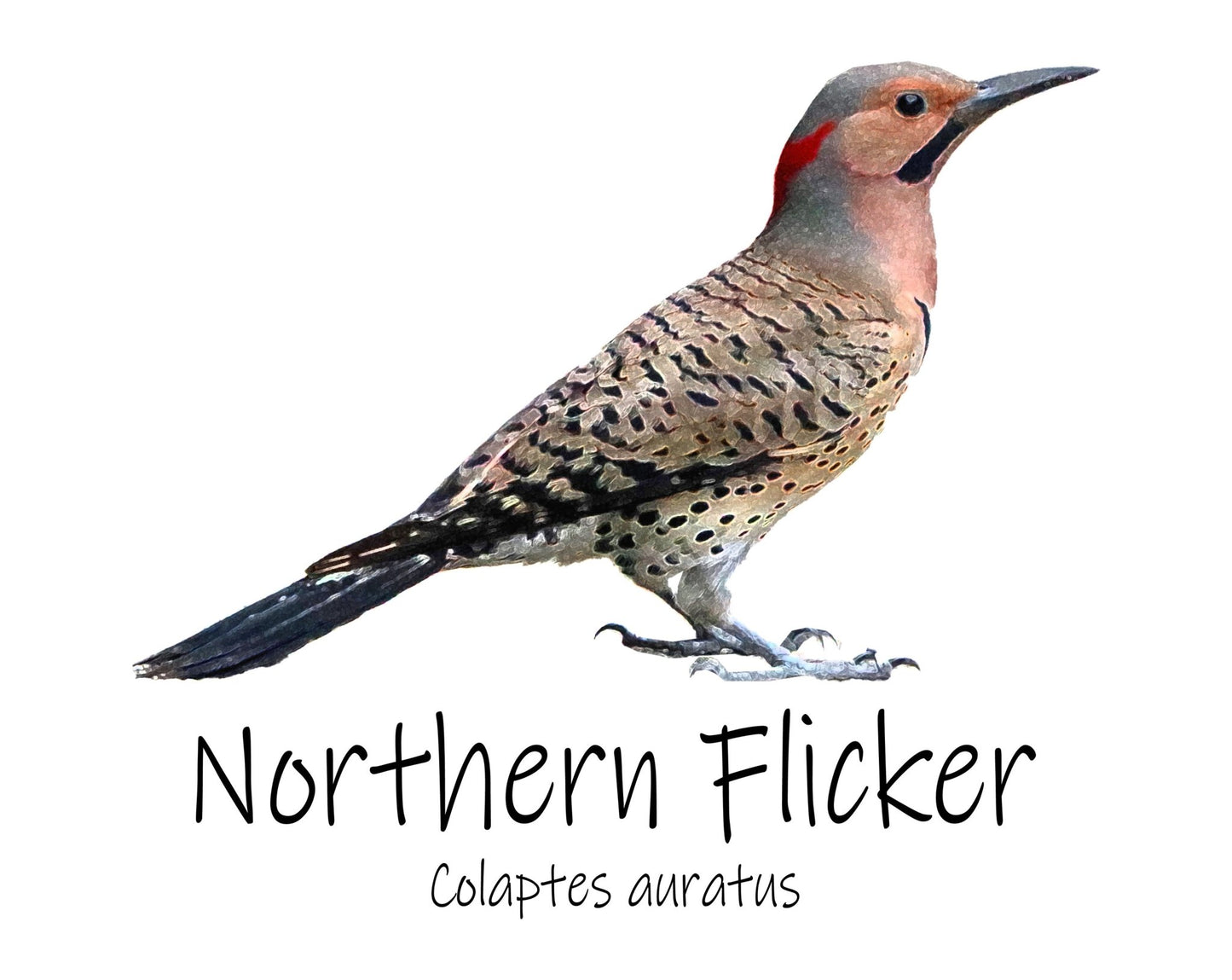 Northern Flicker Unisex T-Shirt