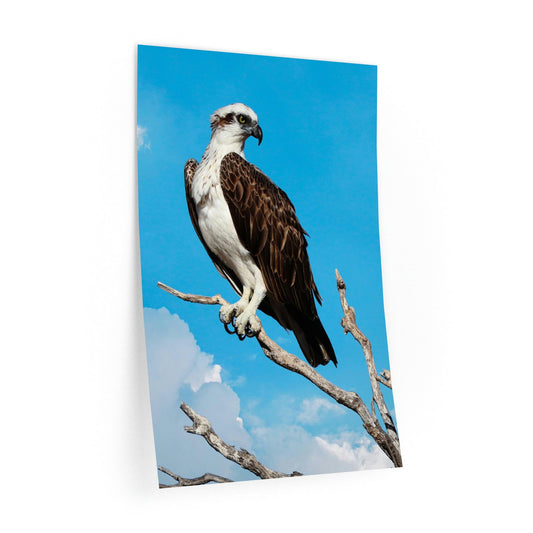 Osprey Wall Decals