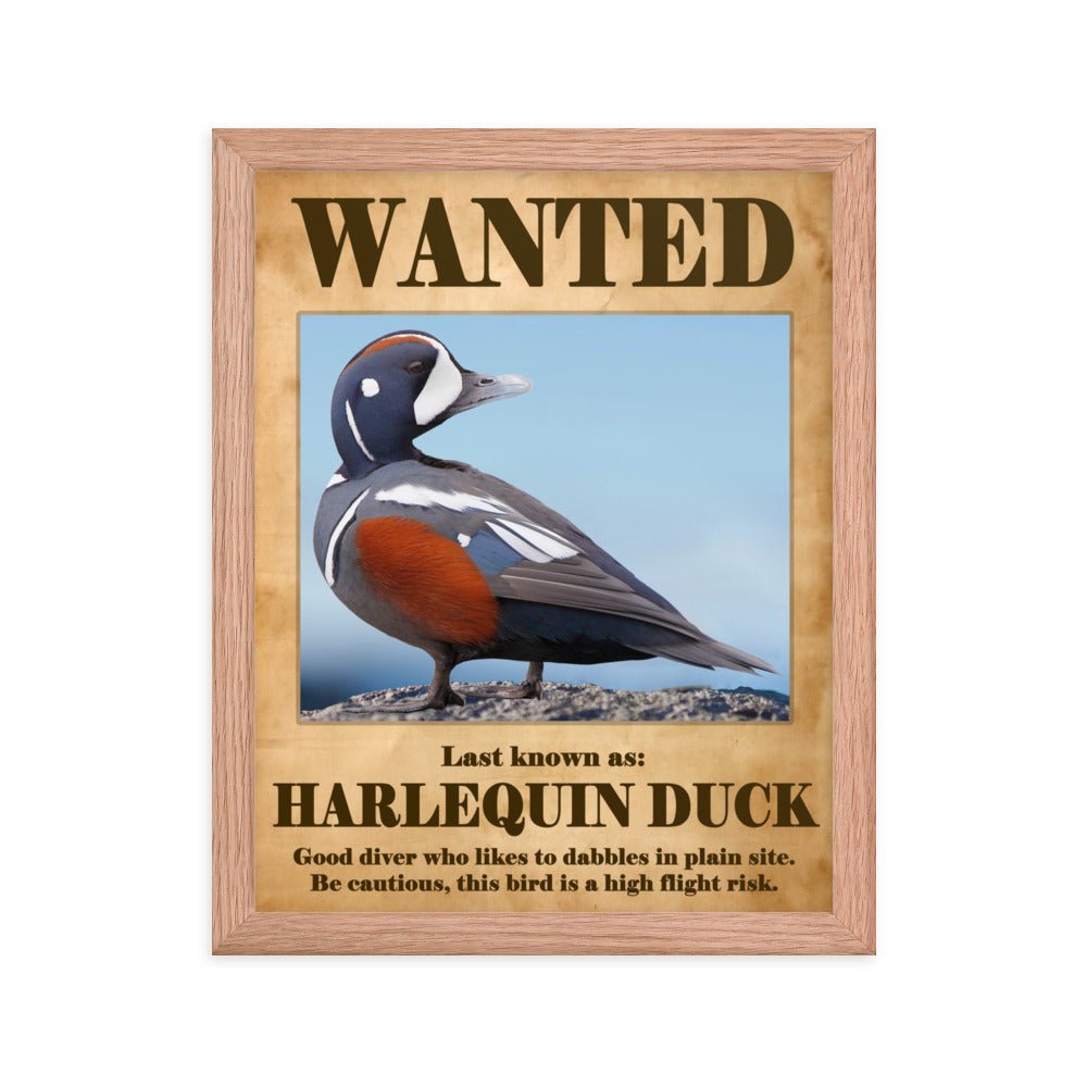 Wanted: Harlequin Duck Framed poster