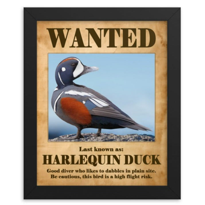 Wanted: Harlequin Duck Framed poster