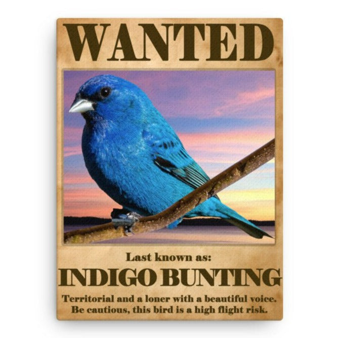 Wanted: Indigo Bunting Canvas Print - 12"x16"