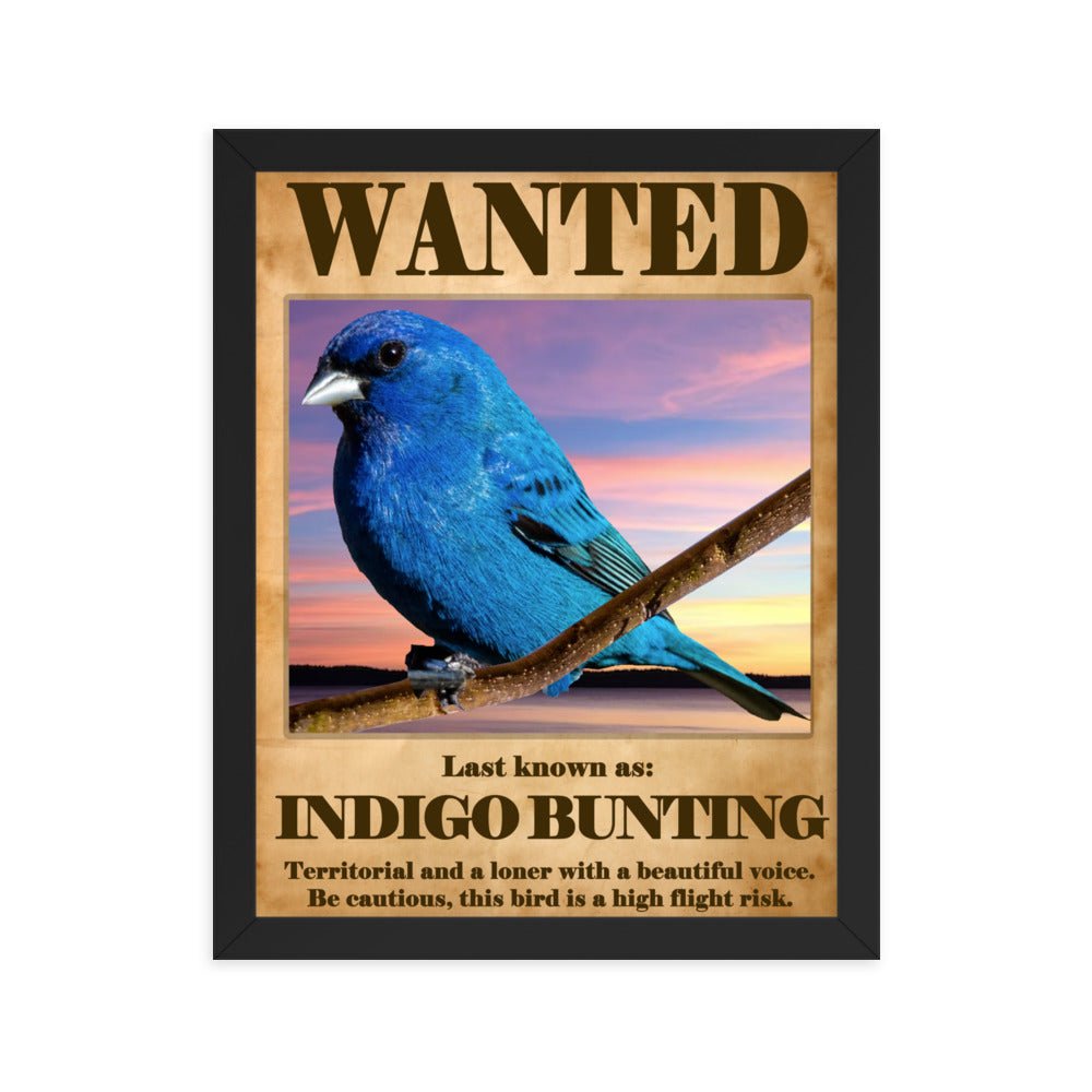 Wanted: Indigo Bunting Framed Poster - 8"x10" or 11"x14"