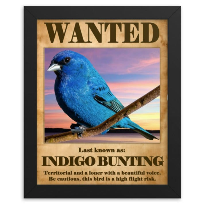 Wanted: Indigo Bunting Framed Poster - 8"x10" or 11"x14"