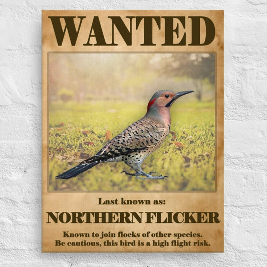 Wanted: Northern Flicker Canvas Print