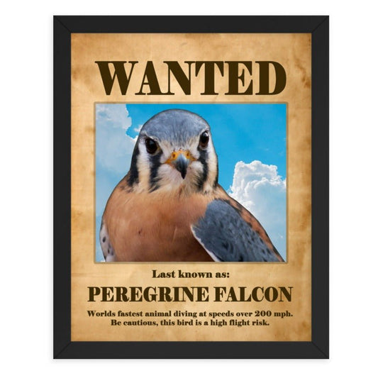 Wanted: Peregrine Falcon Framed Poster