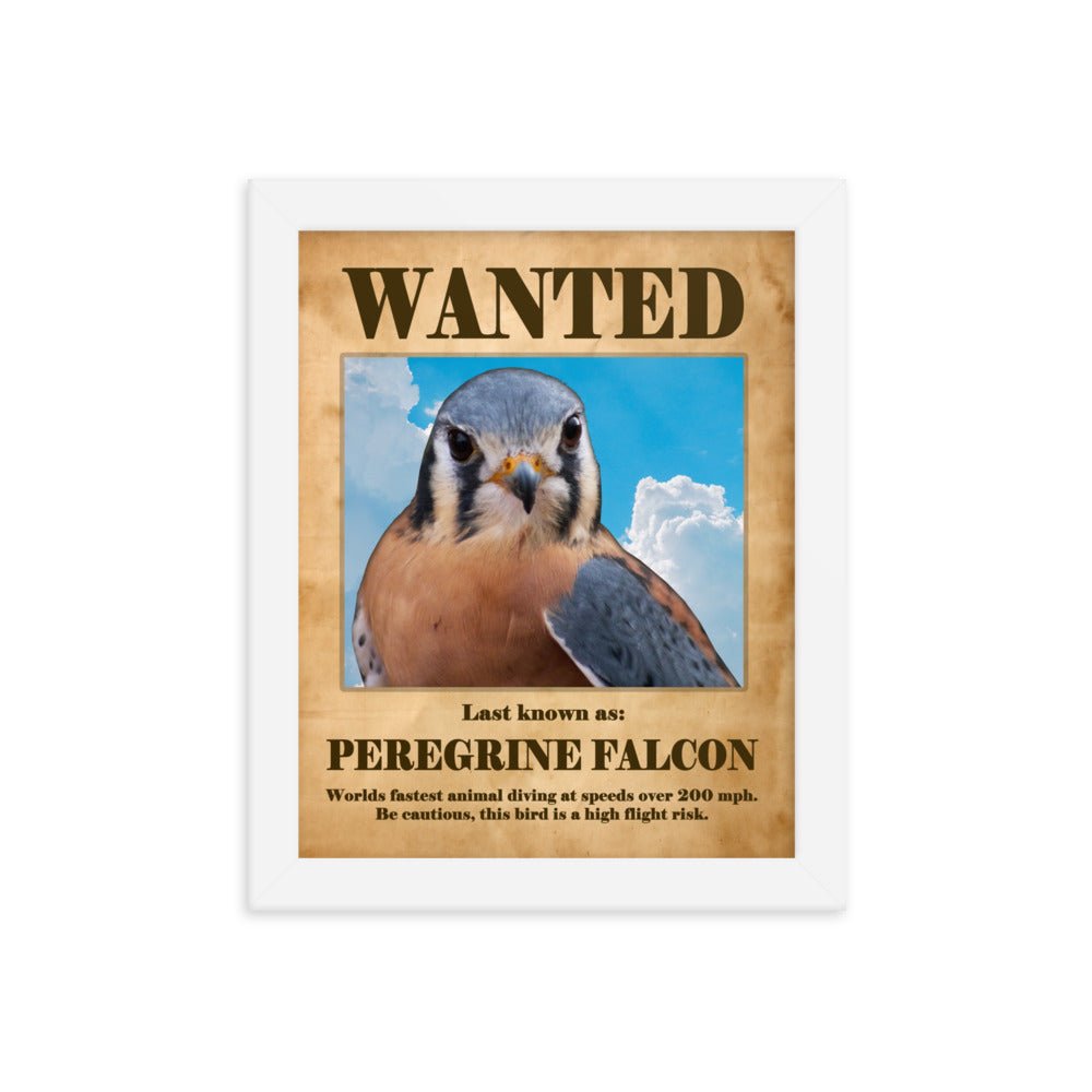 Wanted: Peregrine Falcon Framed Poster