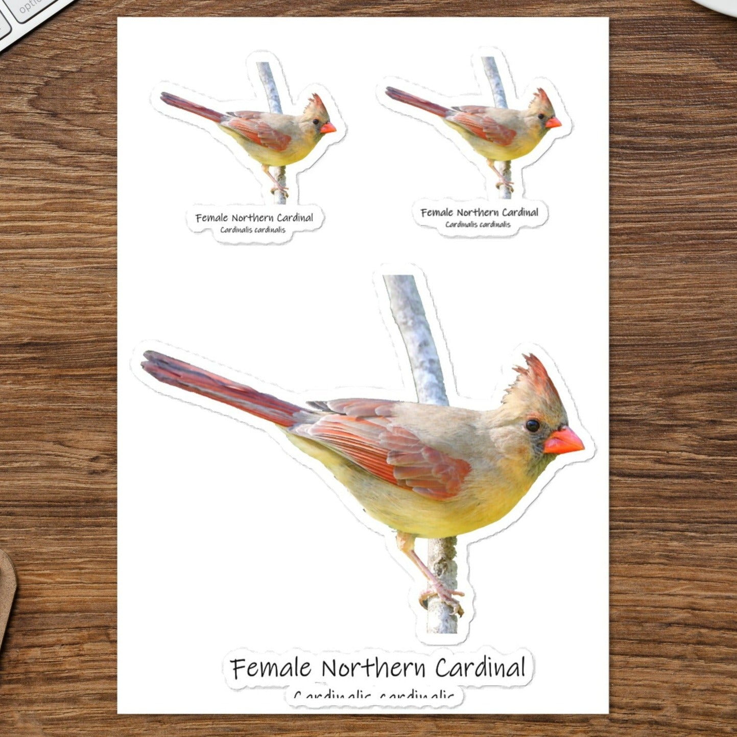 Female Northern Cardinal Sticker Sheet