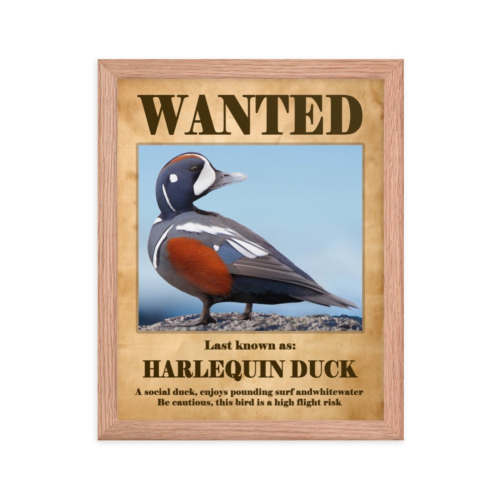 Harlequin Duck Framed Poster