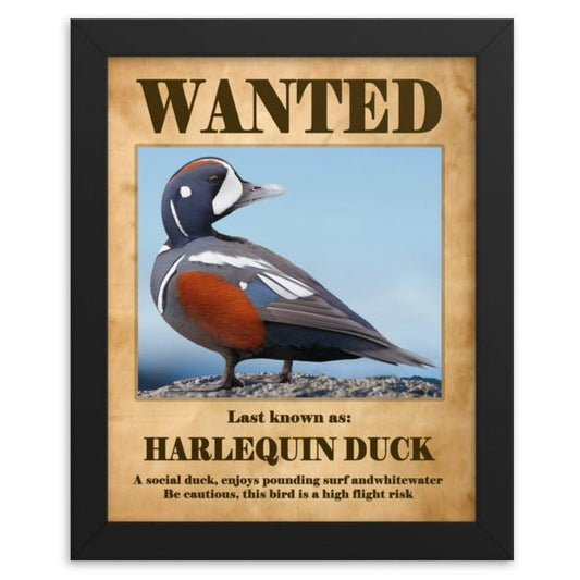 Harlequin Duck Framed Poster