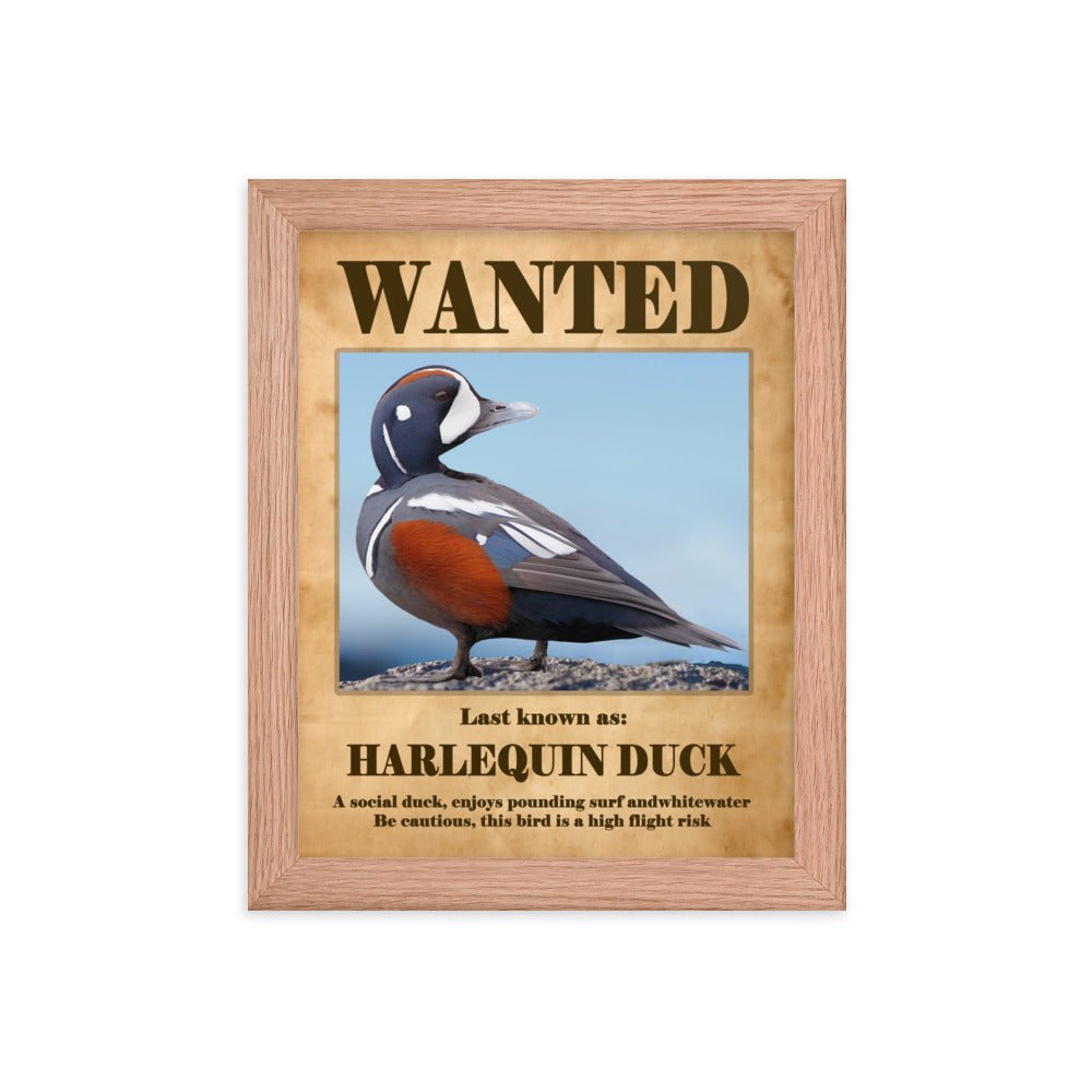 Harlequin Duck Framed Poster