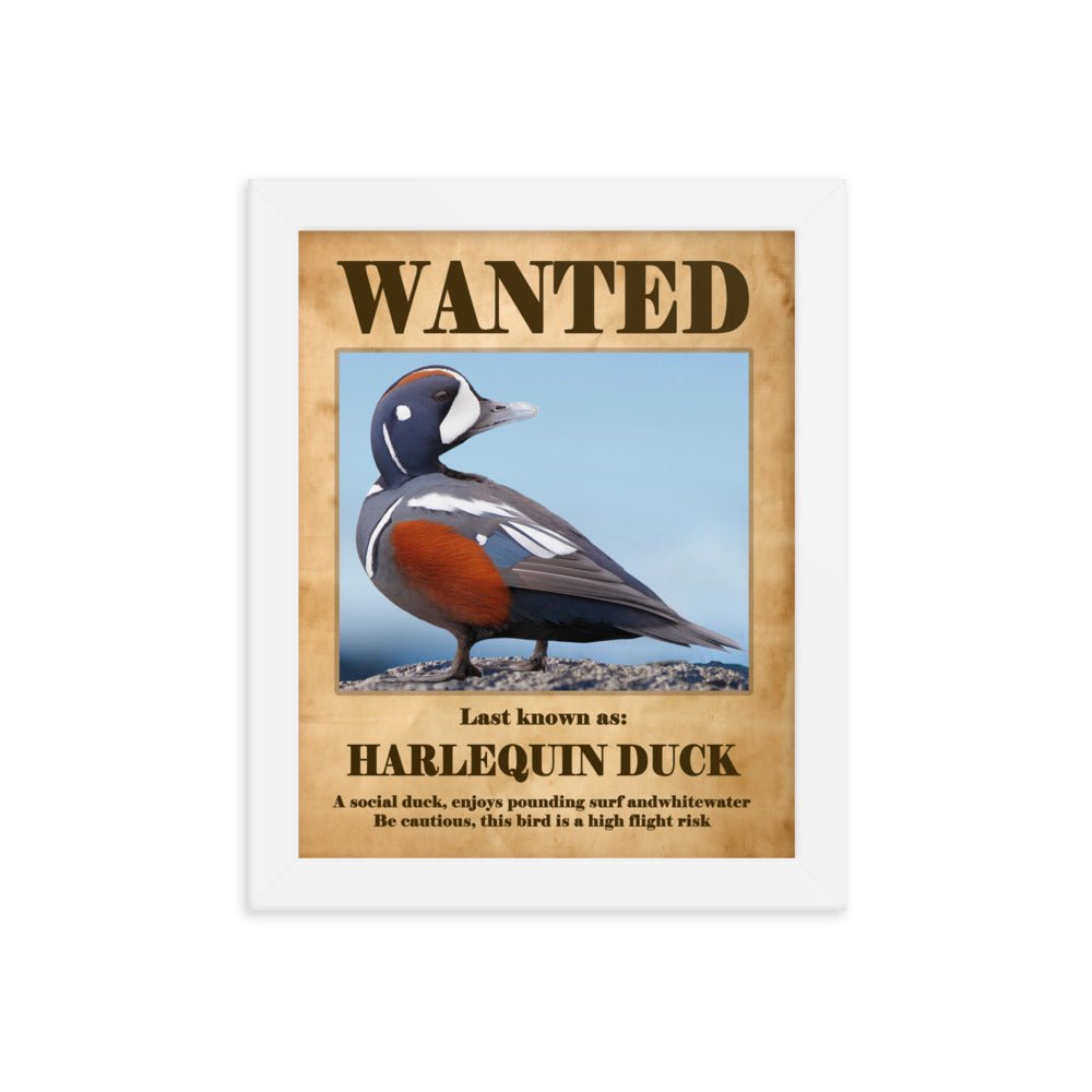 Harlequin Duck Framed Poster