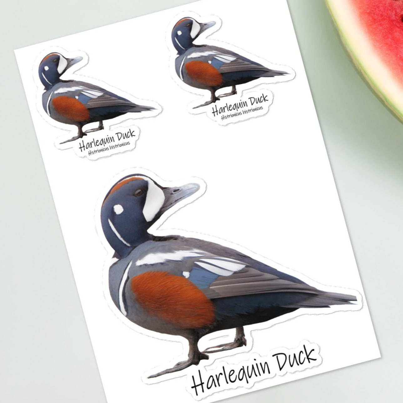 Harlequin Duck Sticker Sheet