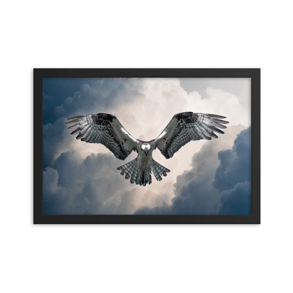 Hovering Osprey Framed poster