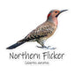 Northern Flicker Bubble-Free Stickers