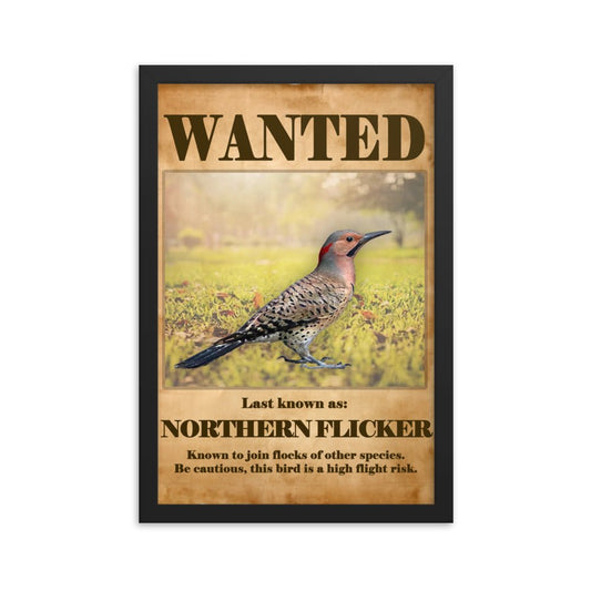 Northern Flicker Framed Poster