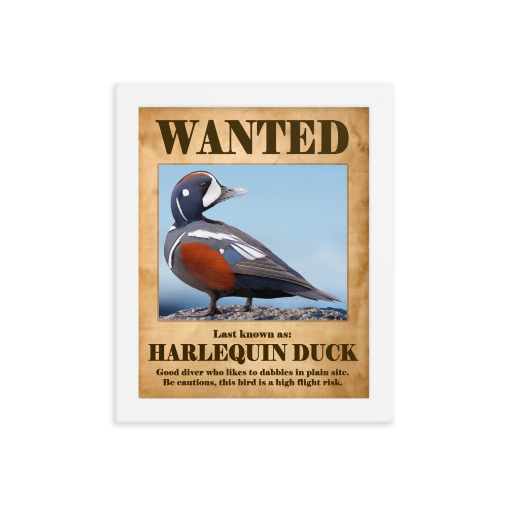 Wanted: Harlequin Duck Framed poster