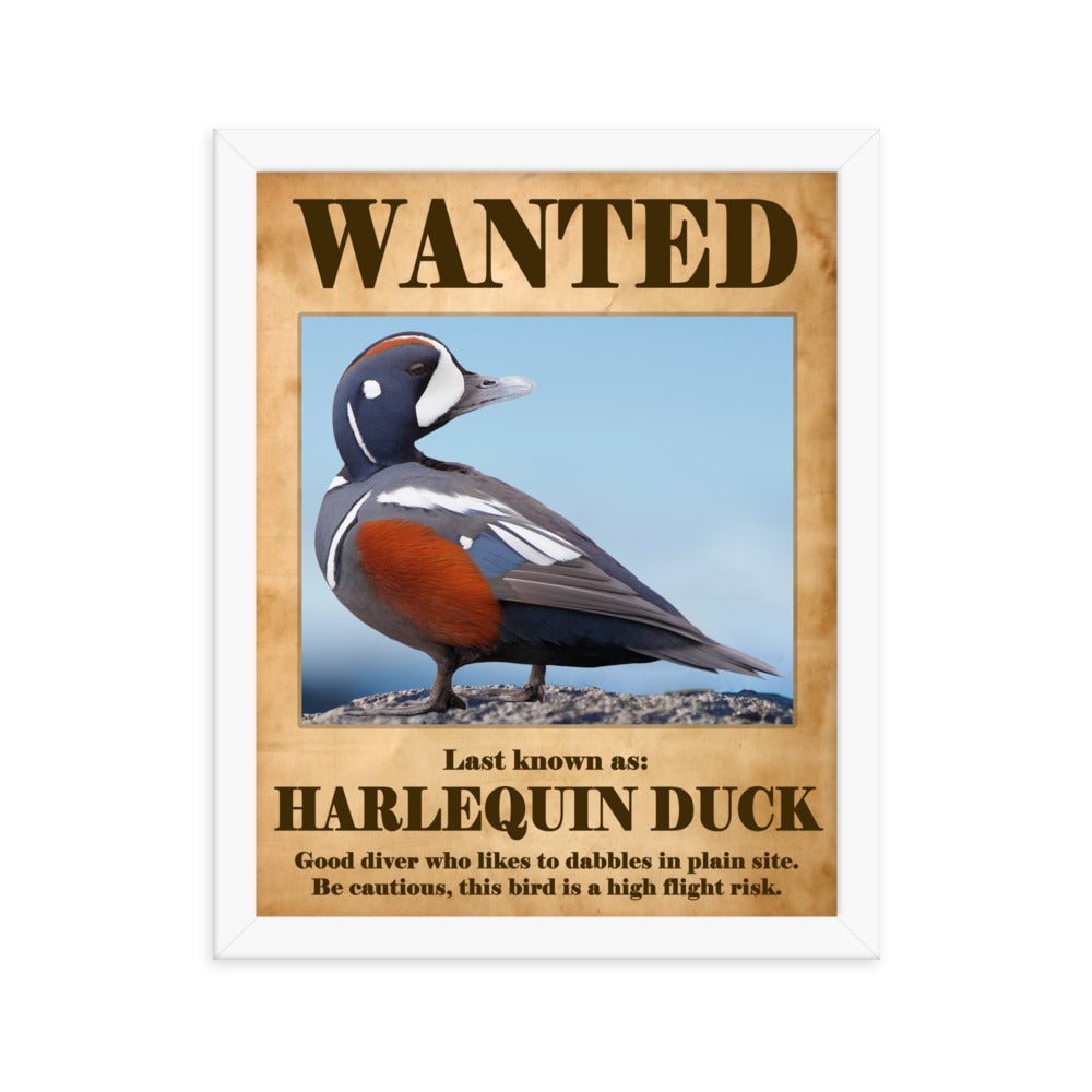 Wanted: Harlequin Duck Framed poster