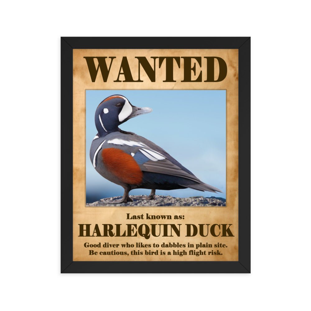 Wanted: Harlequin Duck Framed poster