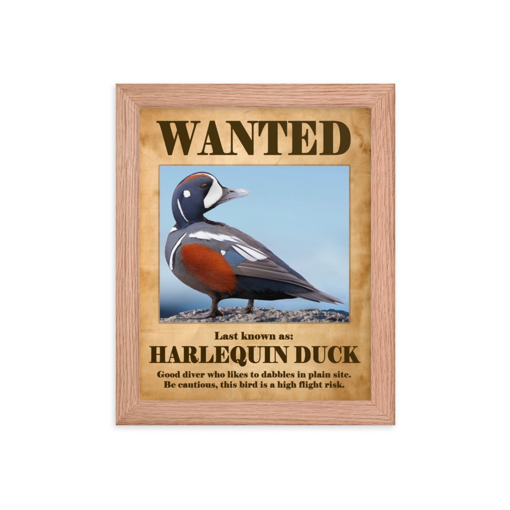 Wanted: Harlequin Duck Framed poster