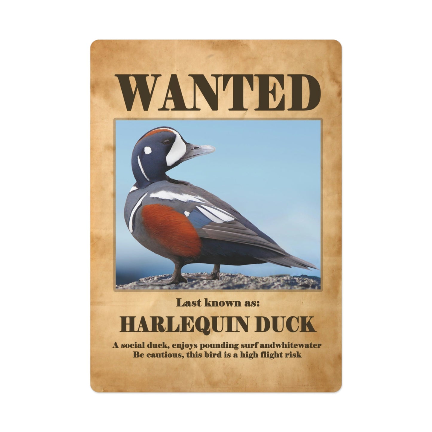 Wanted: Harlequin Duck Poker Playing Cards