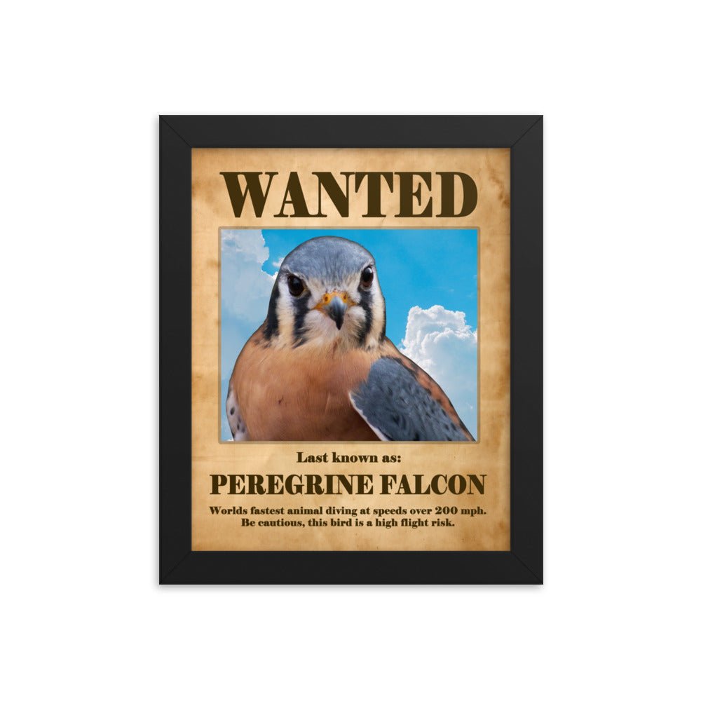 Wanted: Peregrine Falcon Framed Poster