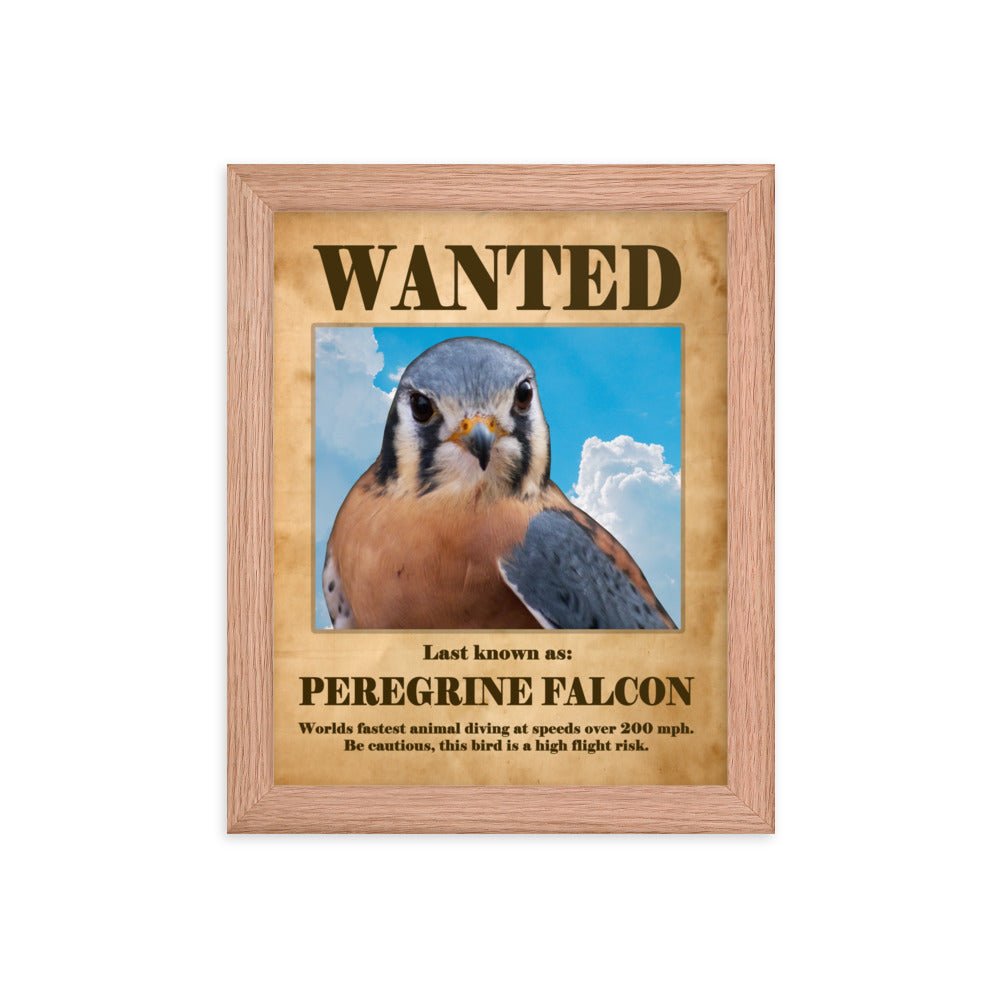 Wanted: Peregrine Falcon Framed Poster