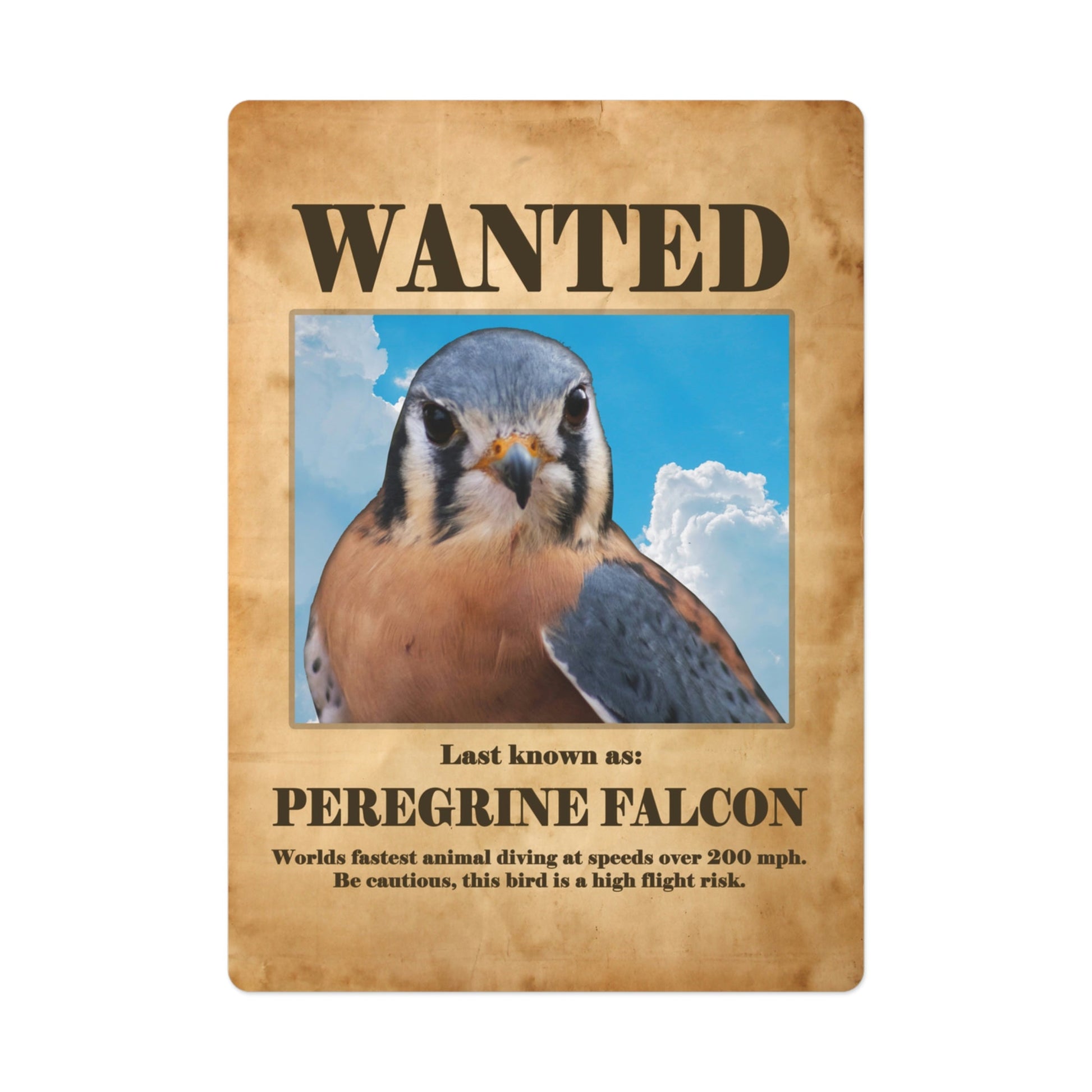 Wanted: Peregrine Falcon Poker Playing Cards